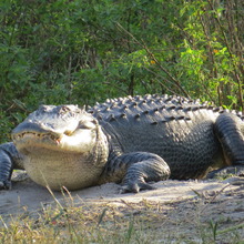 Florida